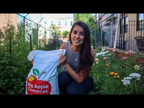 Using Molasses in the Garden, Adding More Compost to the Plot and Trellising Tomatoes