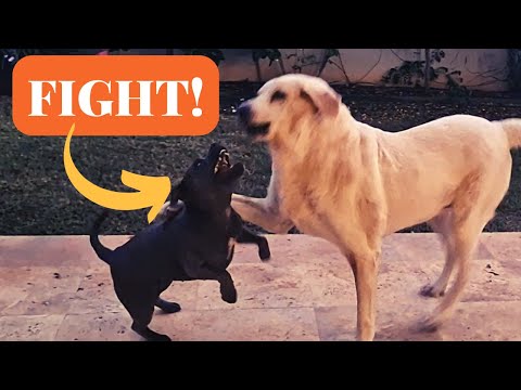 Tiny Staffy VS GIANT Mastiff [FULL FIGHT!]