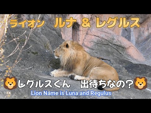 ライオン　ルナ＆レグルス　🦁レグルスくん　出待ちなの？🦁（東山動植物園）Lion Name is Luna and Regulus