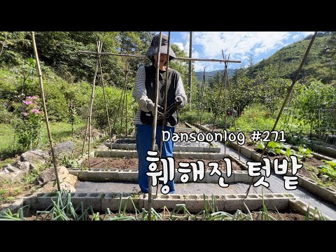 SUB 단순로그271 여름 내내 풍성하던 텃밭이 사라지면 생기는 일 vlog