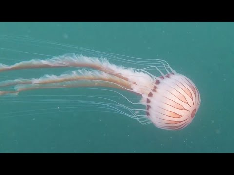 Facts: The Compass Jellyfish