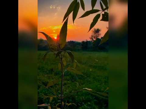 Sunset Nature Vibes#hindisong #youtubeshorts#enjoythenatureoftheworld