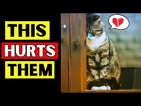 10 Everyday Things HURT Your Cat Emotionally!