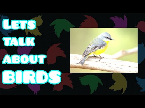 Lets talk about Birds (and twitter)