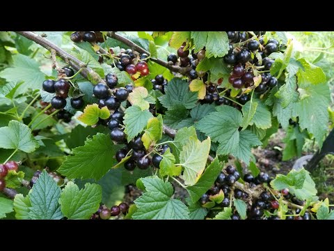 Blackcurrants