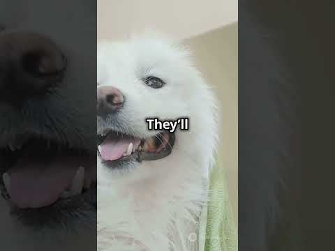 Why Huskies Are So Dramatic!