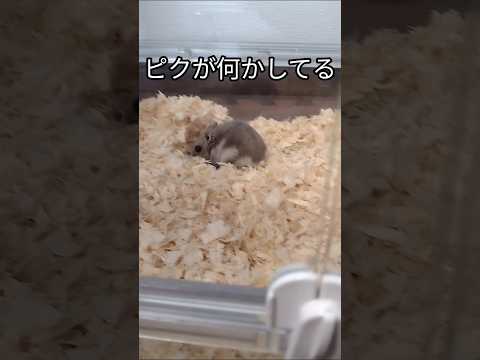 ハムスターが作ったもの（ピク）#ハムスター#可愛い#癒し#hamsters h#cute#かわいい