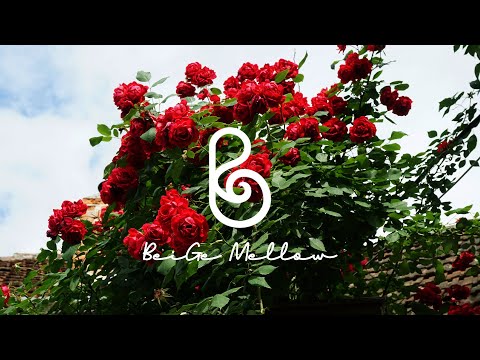 Like a red rose in June, romantic piano music