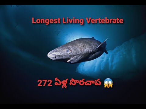 272 సంవత్సరాల వయసు గల shark 😱|The Untold Facts| #shorts #trending #viralvideo #facts #factsintelugu