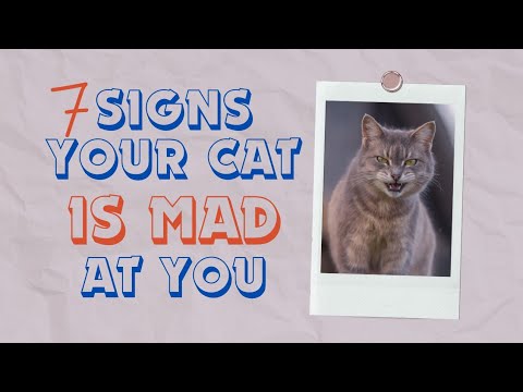 Is Your Cat Mad at You? 7 Signs to Watch Out For!