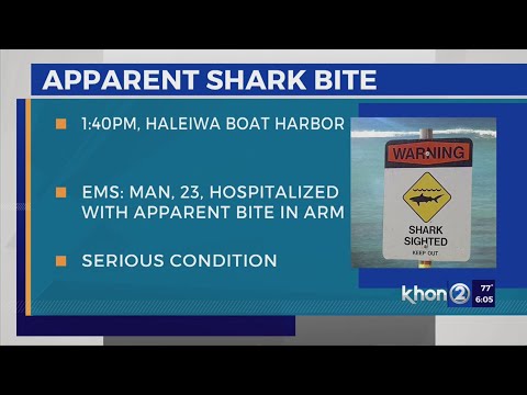 Man bit in apparent shark attack