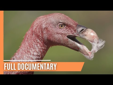 Dangerous Ties - Grizzly Mothers, Jaguar Secrets, and Eagle Bonds | Full Documentary