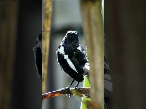 ഈ പക്ഷി വീട്ടിൽ വരാറുണ്ടോ? എങ്കിൽ നിങ്ങൾക്ക് ഉടനെ ഇത് സംഭവിക്കും