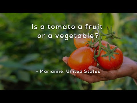 Is a tomato a fruit or a vegetable?