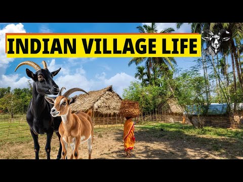 Indian Village Life | Rural India | Traditional Lifestyle of Bihar province | @biharifarmhouse