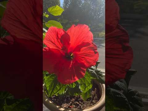 WHY PLANT HIBISCUS INDOORS?