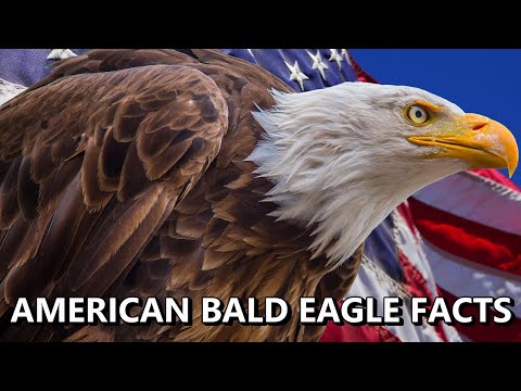 AMERICAN BALD EAGLE FACTS