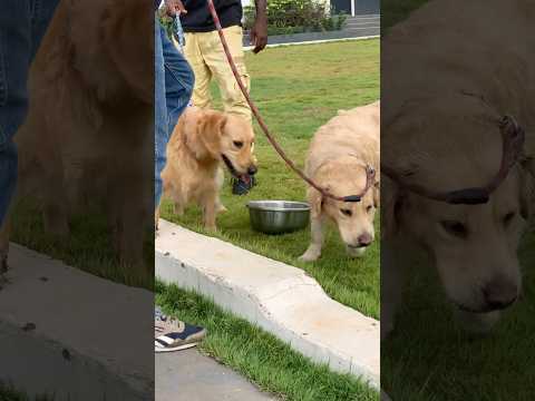 Check out these Golden Retrievers  #goldenretriever #dog #shorts