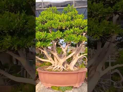 #黄杨 1 #bonsaitree #tree #bonsailovers #bonsaigarden #boxwood