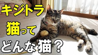 猫のルーツ？キジトラ猫の性格や特徴を徹底解説【保護猫】