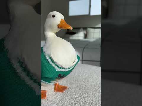 ducks dance shorts... #funny #duck #pets #animals