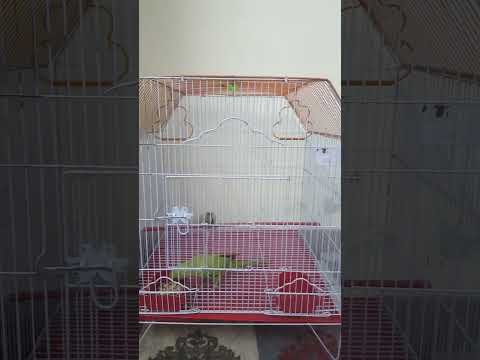 New cage for hand tame parrot🦜🦜#newcage #parrot #birdslover