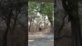 Scratchover #wildlife #AnimalBehavior #ElephantScratch #Nature #AfricanElephant #WildlifeVideo