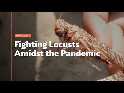 Pakistan: Fighting Locusts Amidst the Pandemic