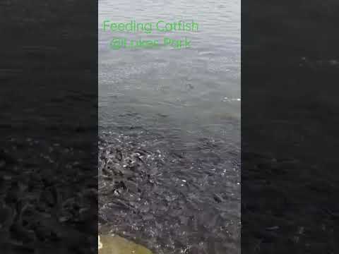 Feeding Catfish #lakespark #lakepark #catfish  #shorts #ksa