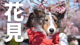 休日のお出かけ/河津桜/シェルティーデー【子犬4ヶ月】【シェットランドシープドッグ】【シェルティ】【多頭飼い】