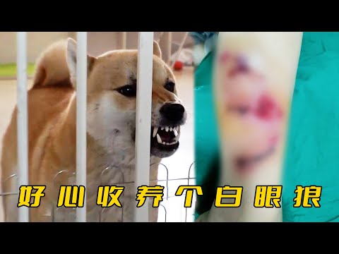 女主好心收養柴犬，卻被咬得全身是傷，训犬师来了都只能武力压制