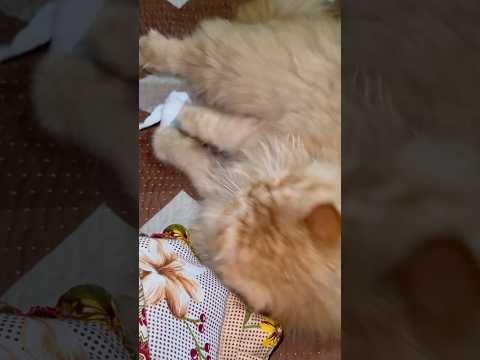 Funny Cat Bites Ball – Too Cute to Handle! 🐱😂