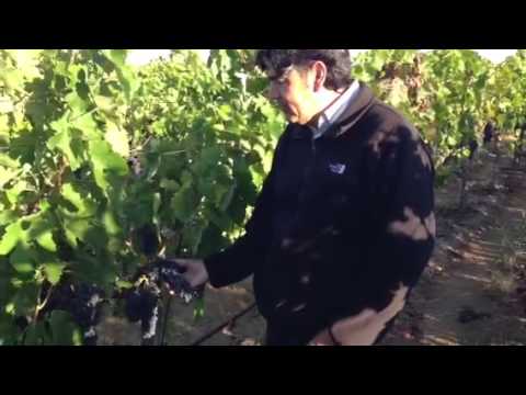 Watch Winemaker Gustavo Gonzalez discuss Syrah in Hyde Vineyard