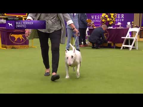 Bull Terriers (White) | Breed Judging 2024