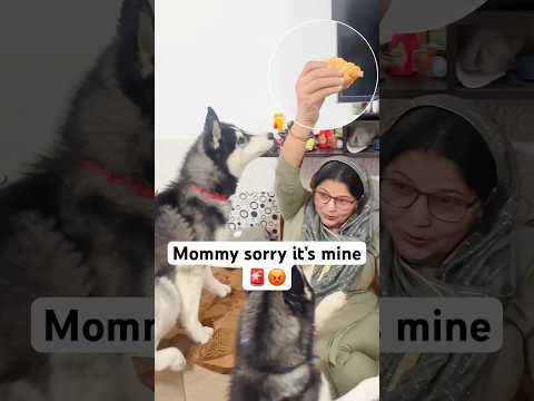 Maa par Attack 😡🚨 #shorts #dog #husky #cat | Review reloaded ￼