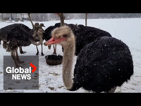 Ostrich farm fights mandatory cull of entire herd after few birds test positive for avian flu