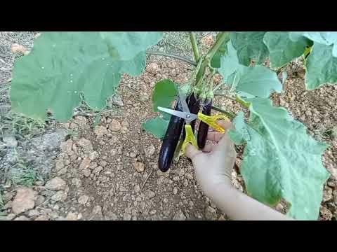 harvesting talong/gawin mo to sa pananim para maraming bunga#smallgardenideas