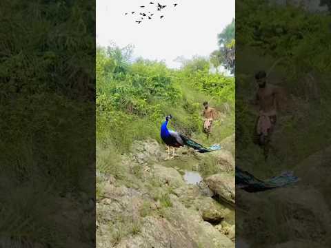 catching _ peacock 🦚 #youtubeshorts #trending #shortsviral #viralvideo #india