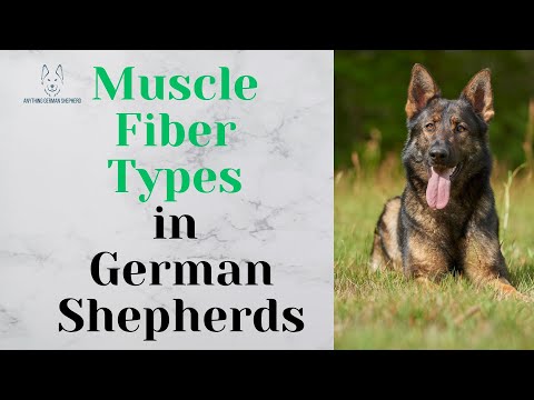 Muscle Fiber Types in German Shepherds