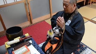 お寺の飼い犬、読経に合わせ合掌 徳島