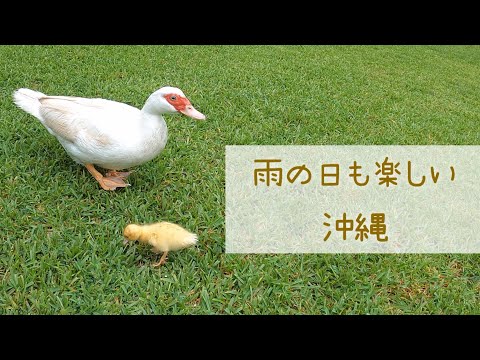 雨の日でも楽しめる　沖縄(東南植物楽園 ) 🐤　2024年9月　今頃編集してます😅