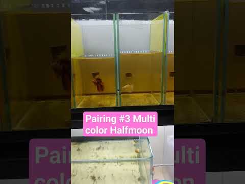 Pairing Betta fish ( How to condition Betta fish for Breeding) most Beautiful betta fish #viralvideo