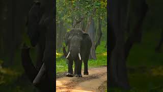 Majestic Wake @kabini #stepintonature#elephant#trending