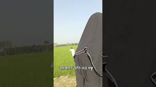 new natok 2025 #natok #eidnatok #2025 #shorts #viral #youtubeshorts #viral #shorts #youtubeshorts