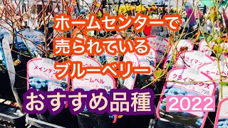 ホームセンターで売られているブルーベリー　おすすめ品種　2022