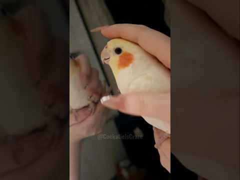 Cute Peekaboo Playtime 🥰🦜 #cutepets #birdscharm #cockatielscraze