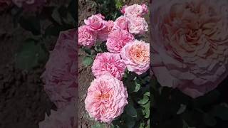 Beautiful rose flowers// rose flowers garden// natural beautiful flowers (5/4)