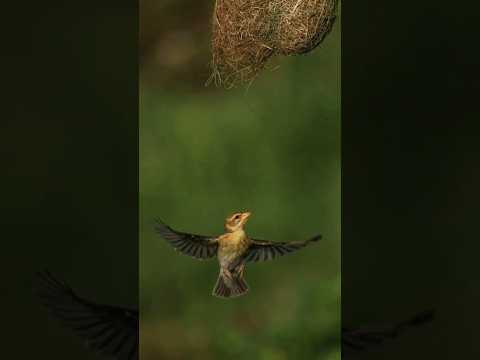 #birds #nature #bestengineer #birdnest