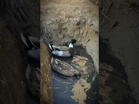 #farm #birds #green #nature #animals #short #youtube