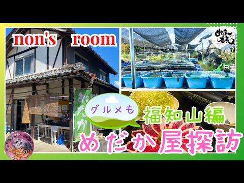 【メダカ】メダカ屋探訪　福知山編！メダカありグルメあり😊